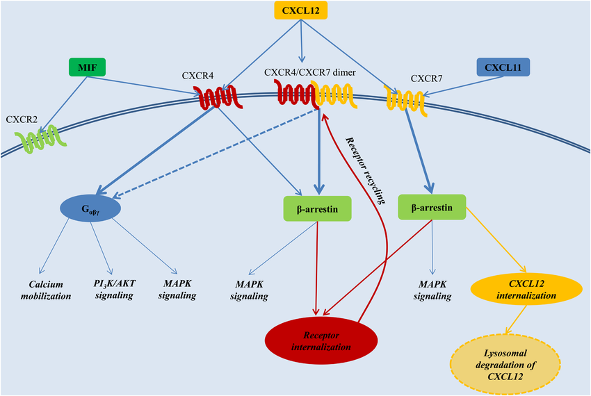 The CXCL12 signaling network. From the network, the simulation of CXCR4 triggers G-protein-coupled signaling.